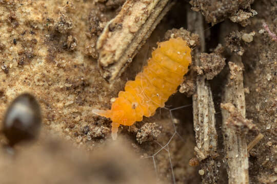 Image of Bilobella aurantiaca (Caroli & E 1912)