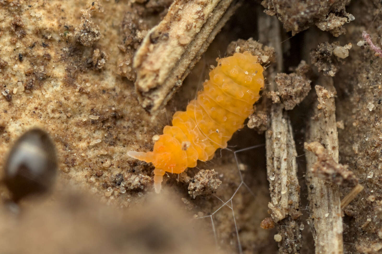 Image of Bilobella aurantiaca (Caroli & E 1912)