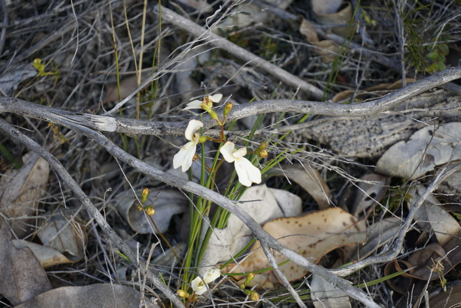 Image of Stylidium schoenoides DC.