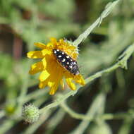 Слика од Acmaeodera gibbula Le Conte 1858