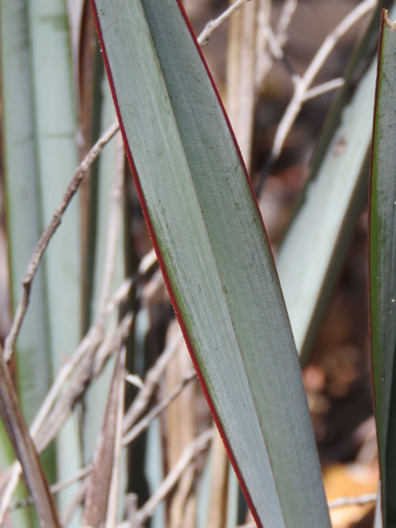 Image of Dianella prunina R. J. F. Hend.