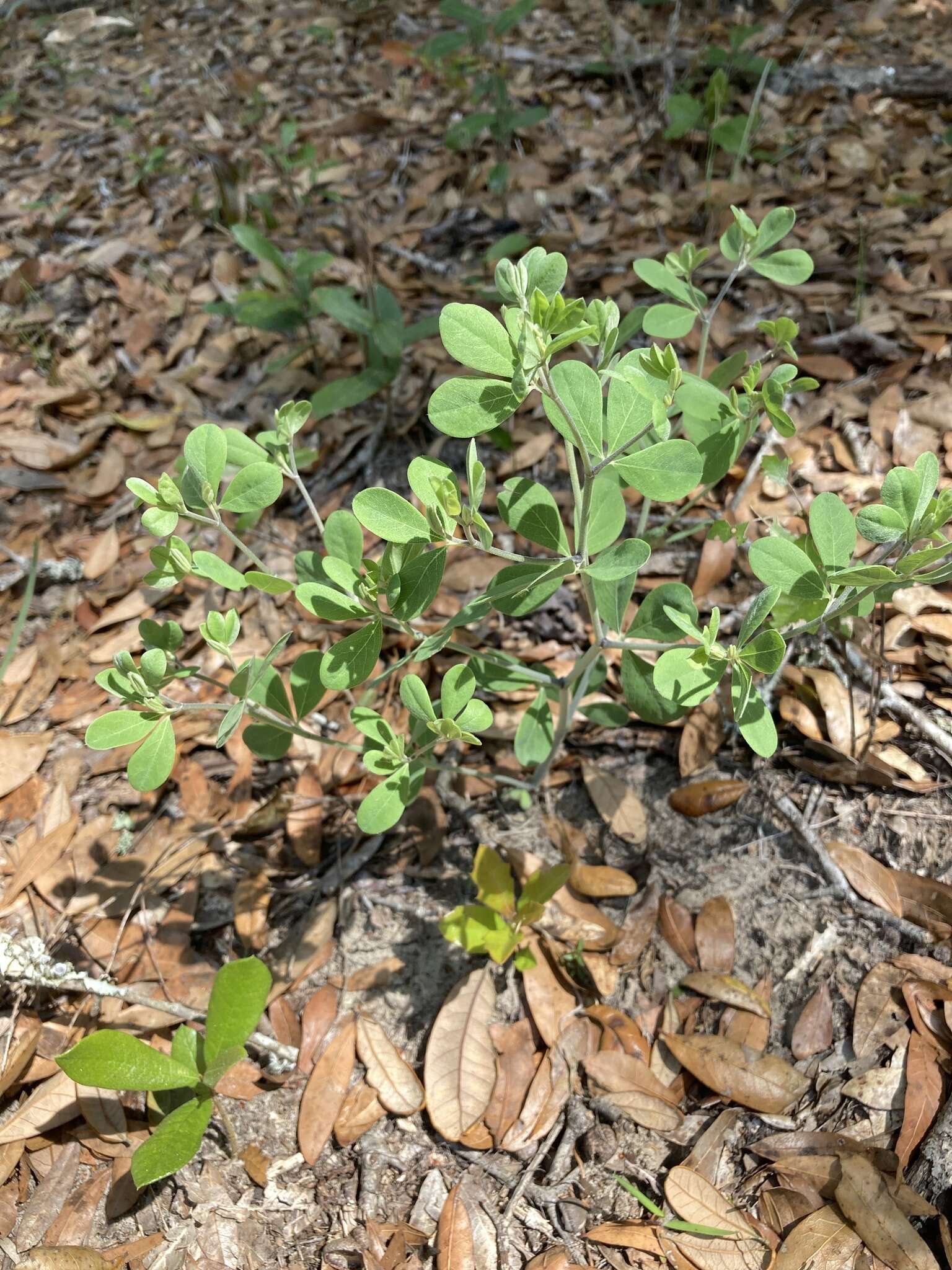 Слика од Baptisia lecontei Torr. & A. Gray