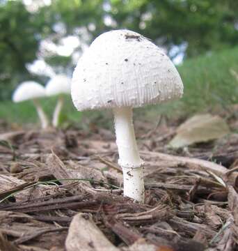 Image of Leucocoprinus cepistipes (Sowerby) Pat. 1889