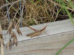 Image of Two-striped Mermiria