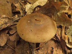 Image of Entoloma subradiatum (Kühner & Romagn.) M. M. Moser 1978