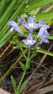 Image de Scutellaria arenicola Small