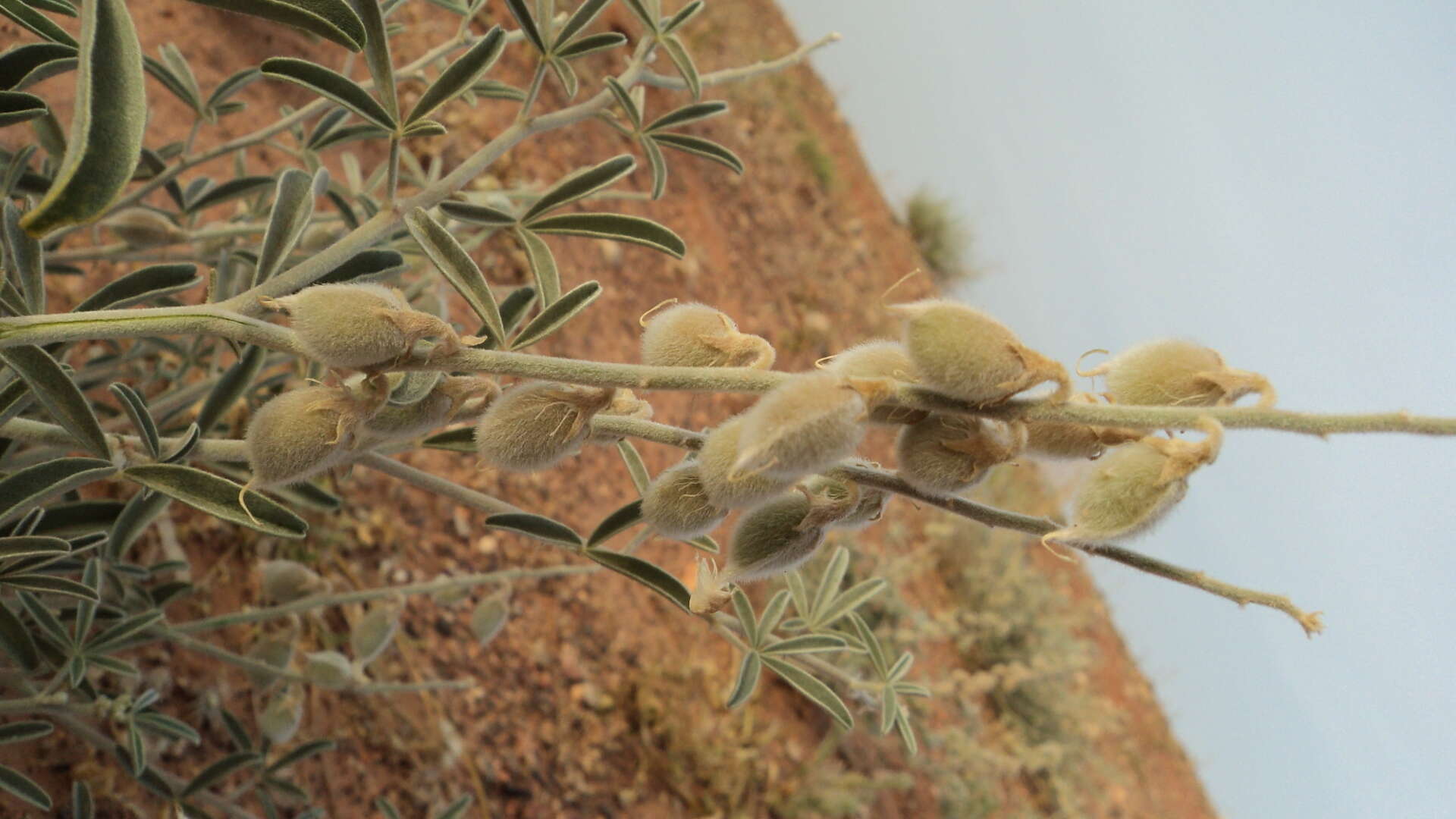 Image de Crotalaria saharae Coss.