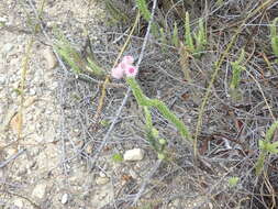 Imagem de Lachnospermum umbellatum (L. fil.) Pillans