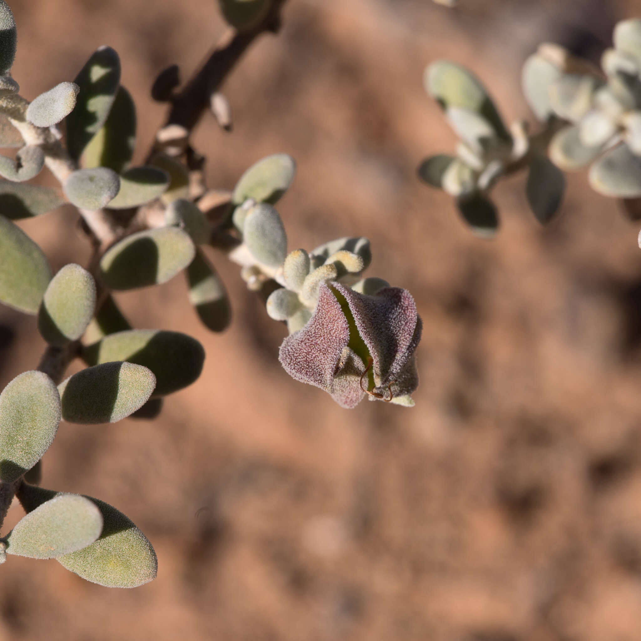 Image of Eremophila cordatisepala L. S. Smith