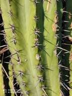 Image of Pachycereus grandis Rose