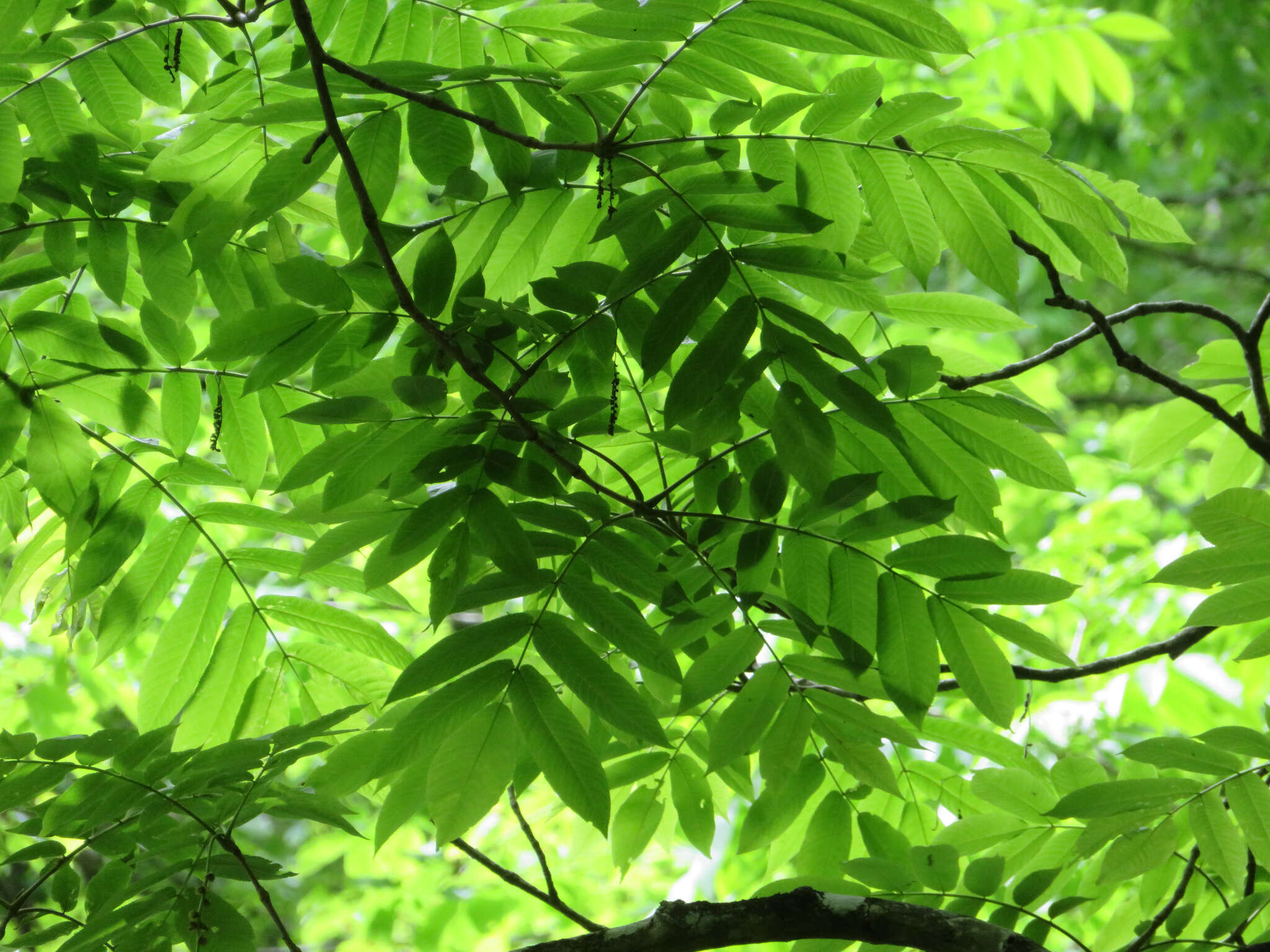 Plancia ëd Pterocarya rhoifolia Sieb. & Zucc.