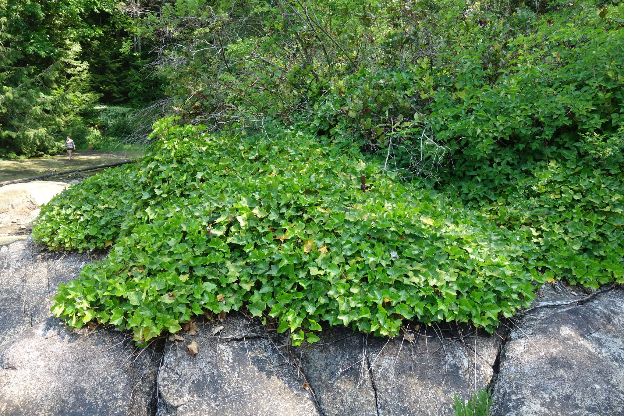 صورة Hedera hibernica Poit.