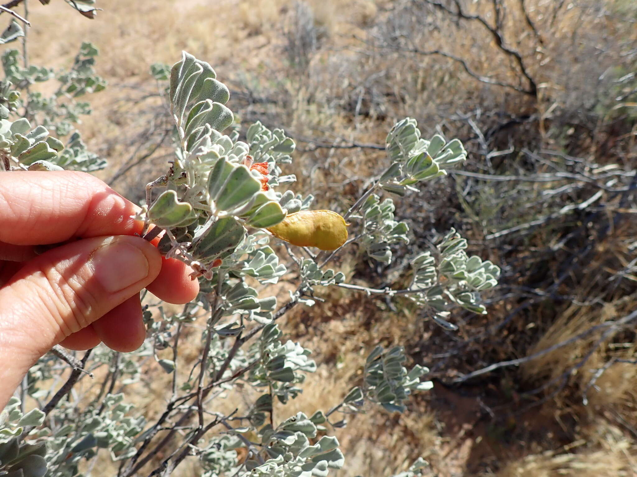 Слика од <i>Senna artemisioides</i> subsp. <i>helmsii</i>