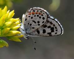 Euphilotes battoides (Behr 1867)的圖片