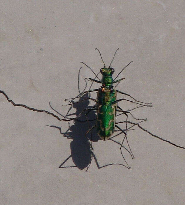 Image of Ellipsoptera rubicunda (E. D. Harris 1911)