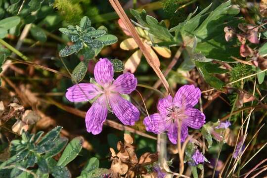 Imagem de Geranium subargenteum Lange ex Willk. & Lange