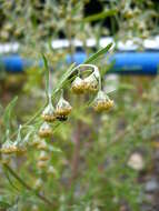 Image de Artemisia sieversiana Ehrh. ex Willd.