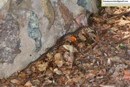 Image of Pere David's Rat Snake