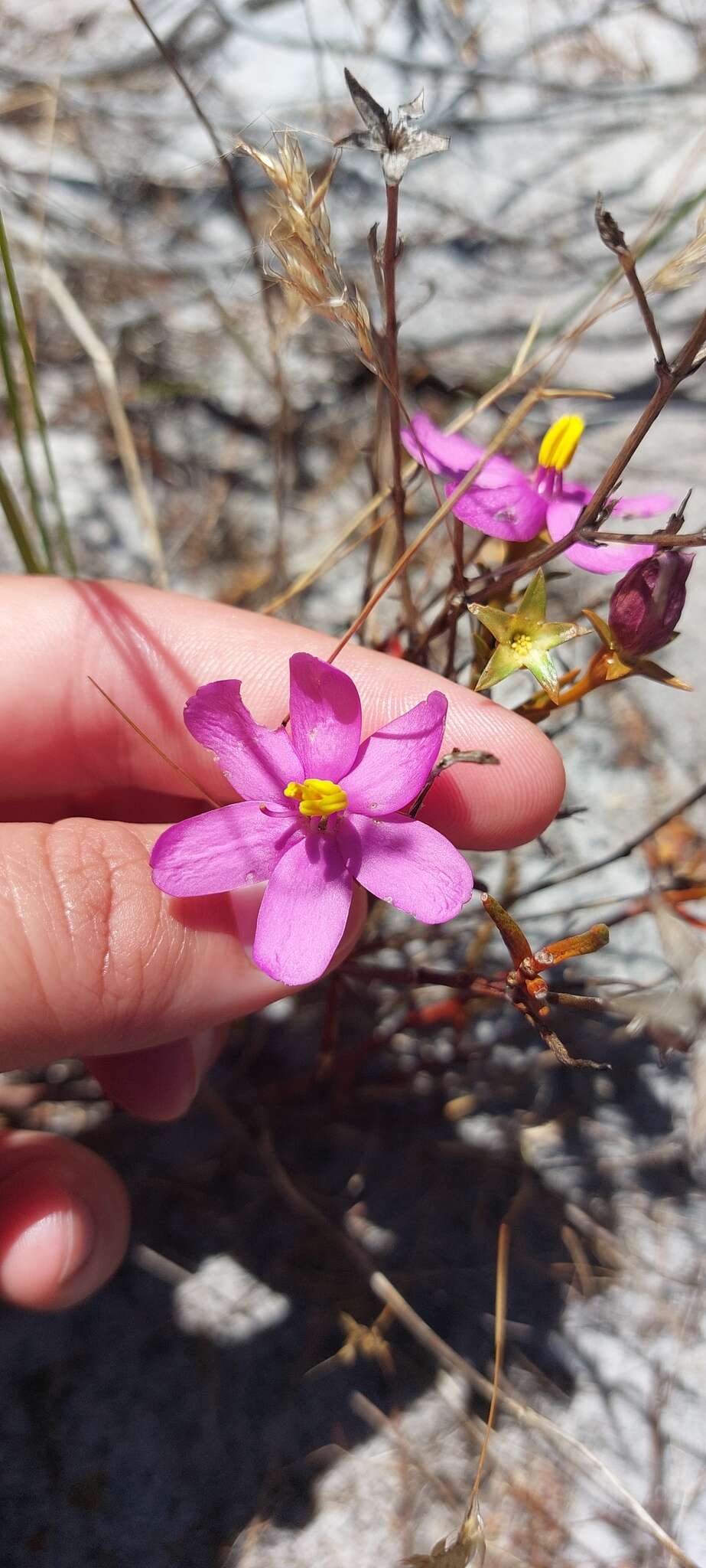 Image of Chironia linoides L.