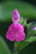 Salvia microphylla Kunth resmi