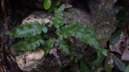 Image of limestone maiden fern