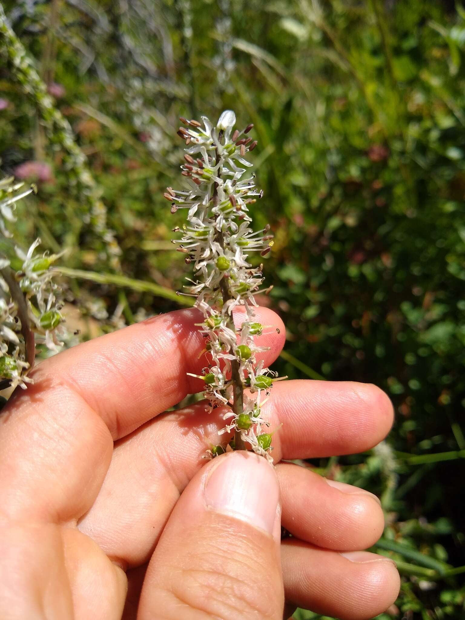 Image of Klamath rushlily