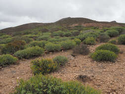 Слика од Euphorbia aphylla Brouss. ex Willd.