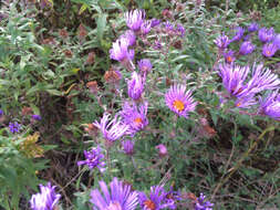 Image of Michaelmas daisy