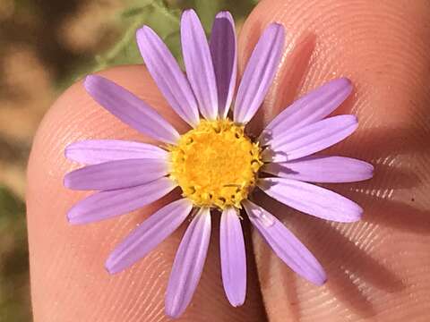 Image of Dieteria canescens var. aristata (Eastw.) D. R. Morgan & R. L. Hartman