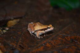 Image of Central Dwarf Frog; rãzinha