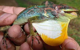 Image of Anolis kunayalae Hulebak, Poe, Ibáñez & Williams 2007