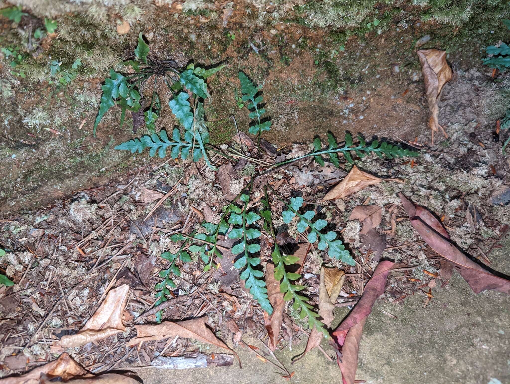 Image of spleenwort