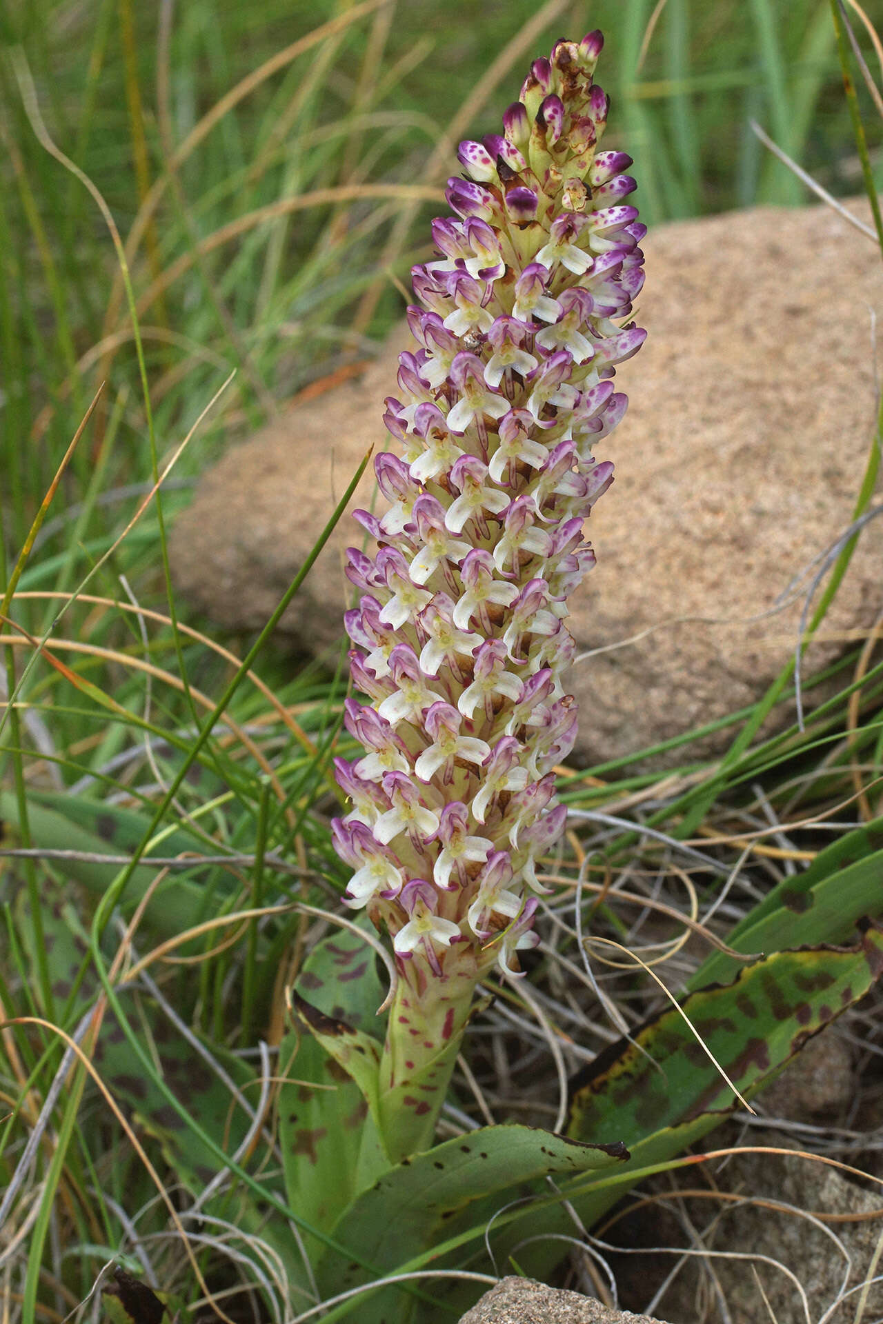 Image of Disa fragrans Schltr.