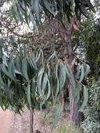 Image of blue-leaf stringybark