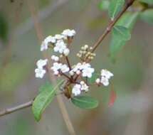 Image de Viburnum obovatum Walt.