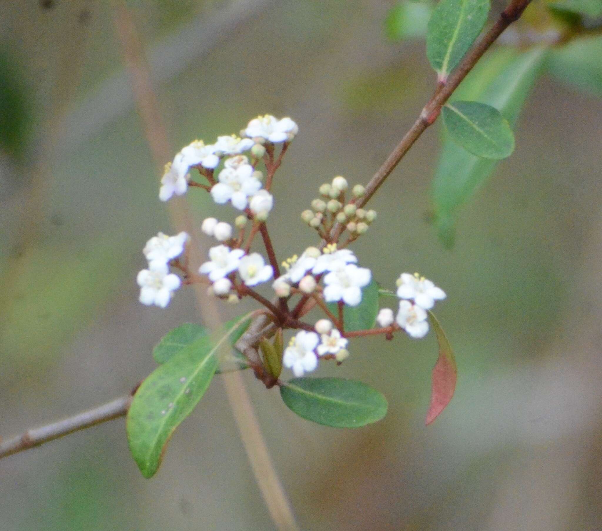 Image de Viburnum obovatum Walt.