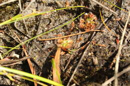 Image de Drosera pulchella Lehm.