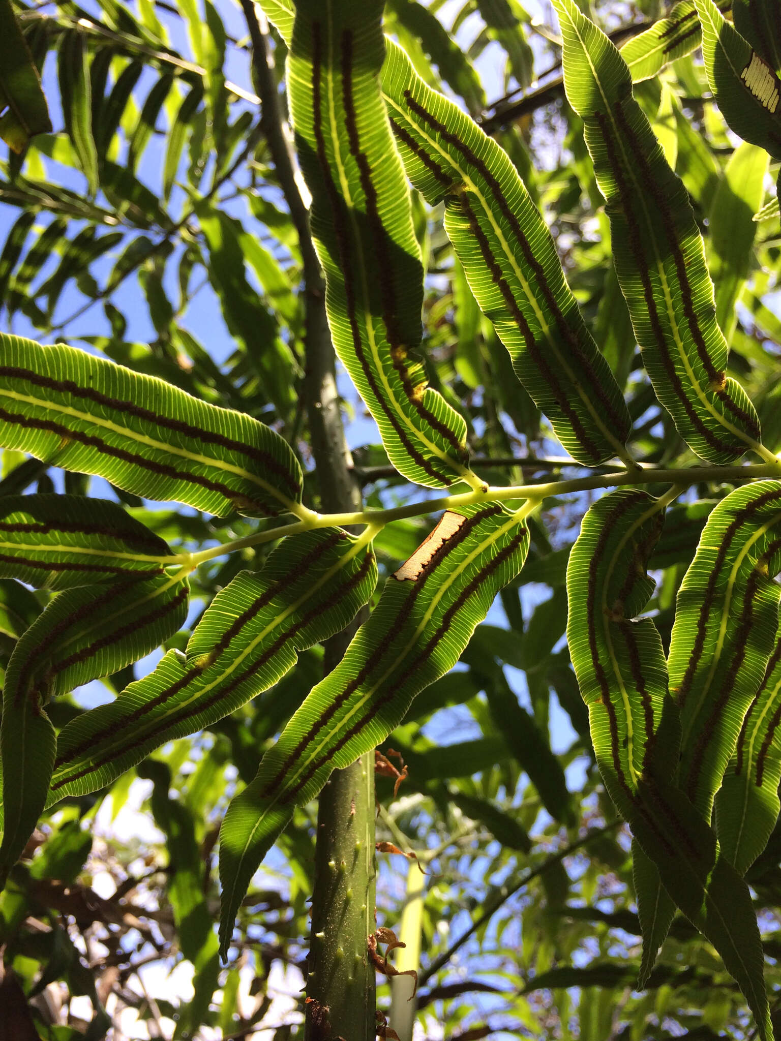 Image of Cyathea corcovadensis (Raddi) Domin