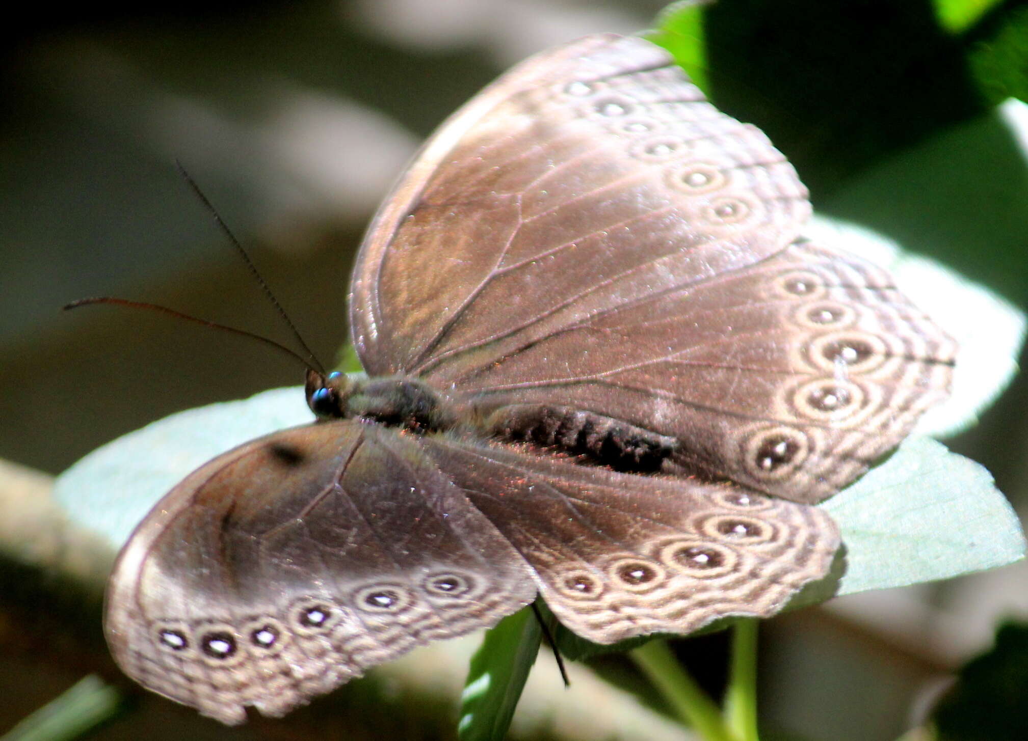 Imagem de Ethope himachala Moore 1857