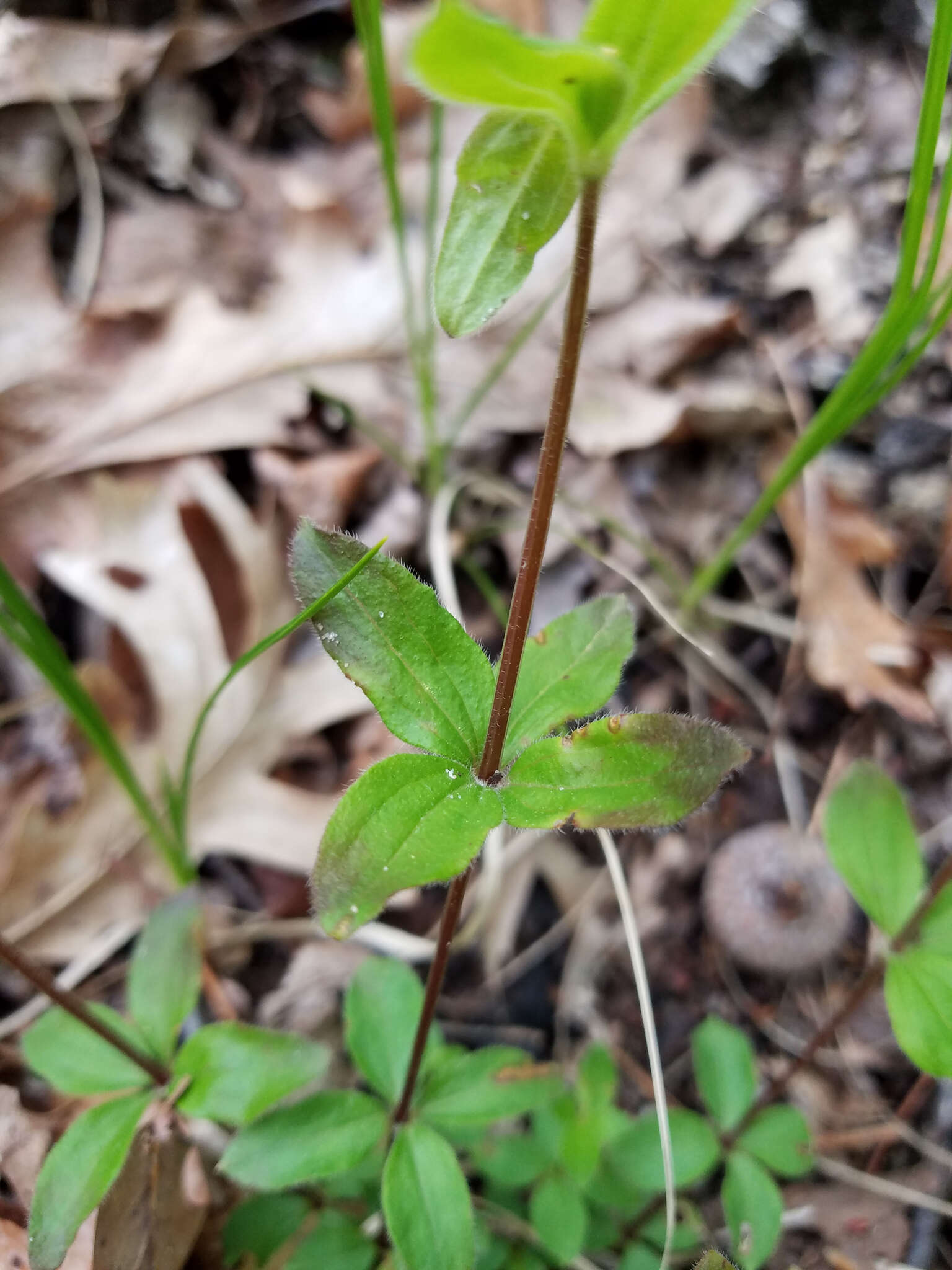 Image of licorice bedstraw