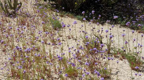 Image of bluehead gilia