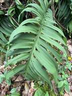 Image of Monstera tenuis K. Koch