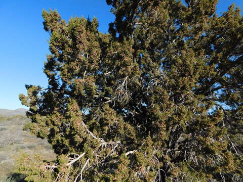 Image of Arizona Juniper