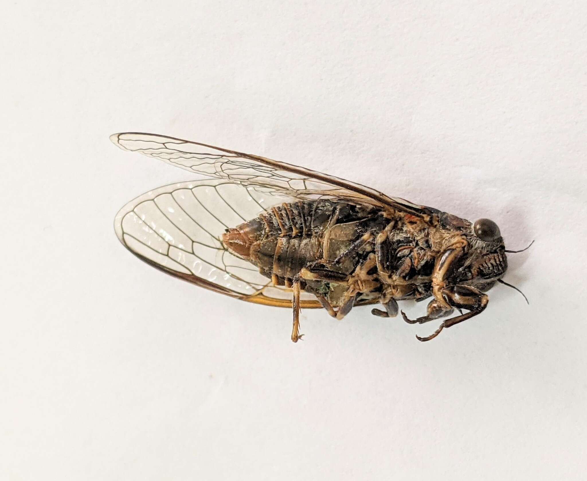 Chelapsalta myoporae Ewart, Popple & Marshall 2015的圖片