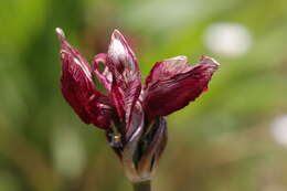 Image of orange wild tulip