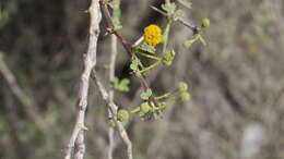 Image of Vachellia flava (Forssk.) Kyal. & Boatwr.