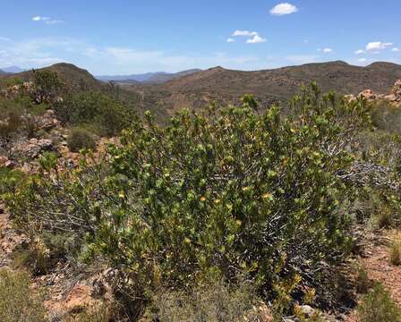 Image of Leucospermum utriculosum Rourke