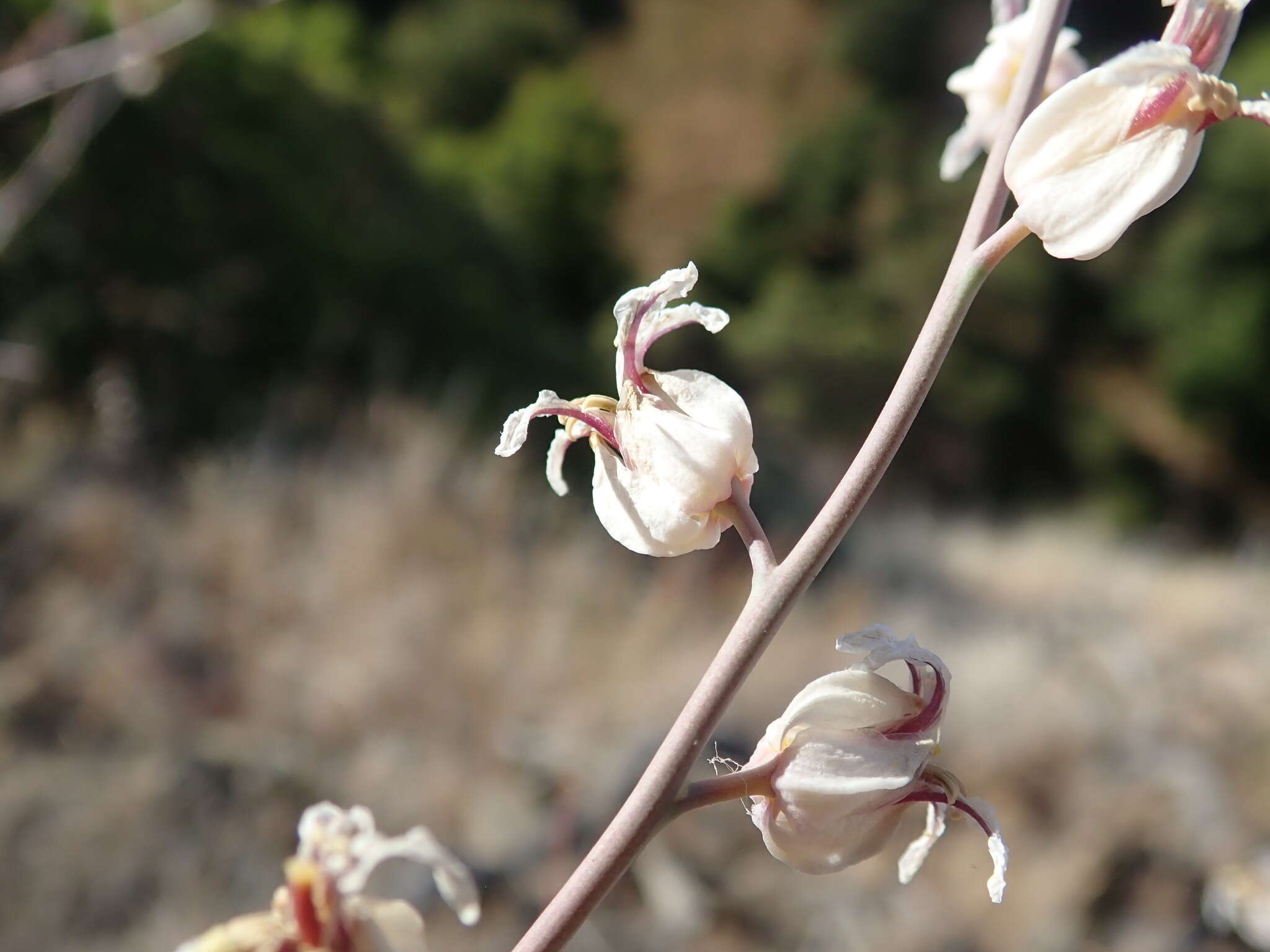 Image of Metcalf Canyon jewelflower