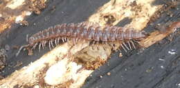 Image of Flat-backed millipede