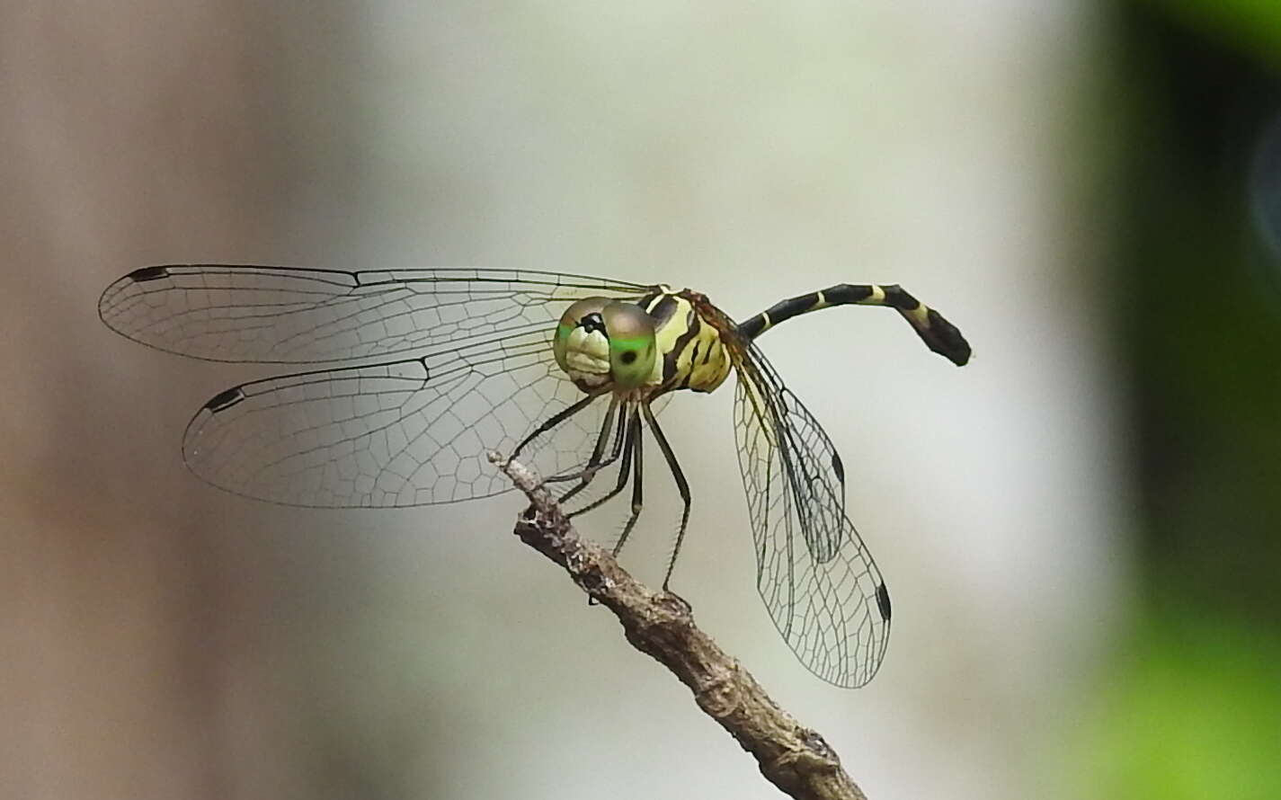 Image of Nannophlebia Selys 1878